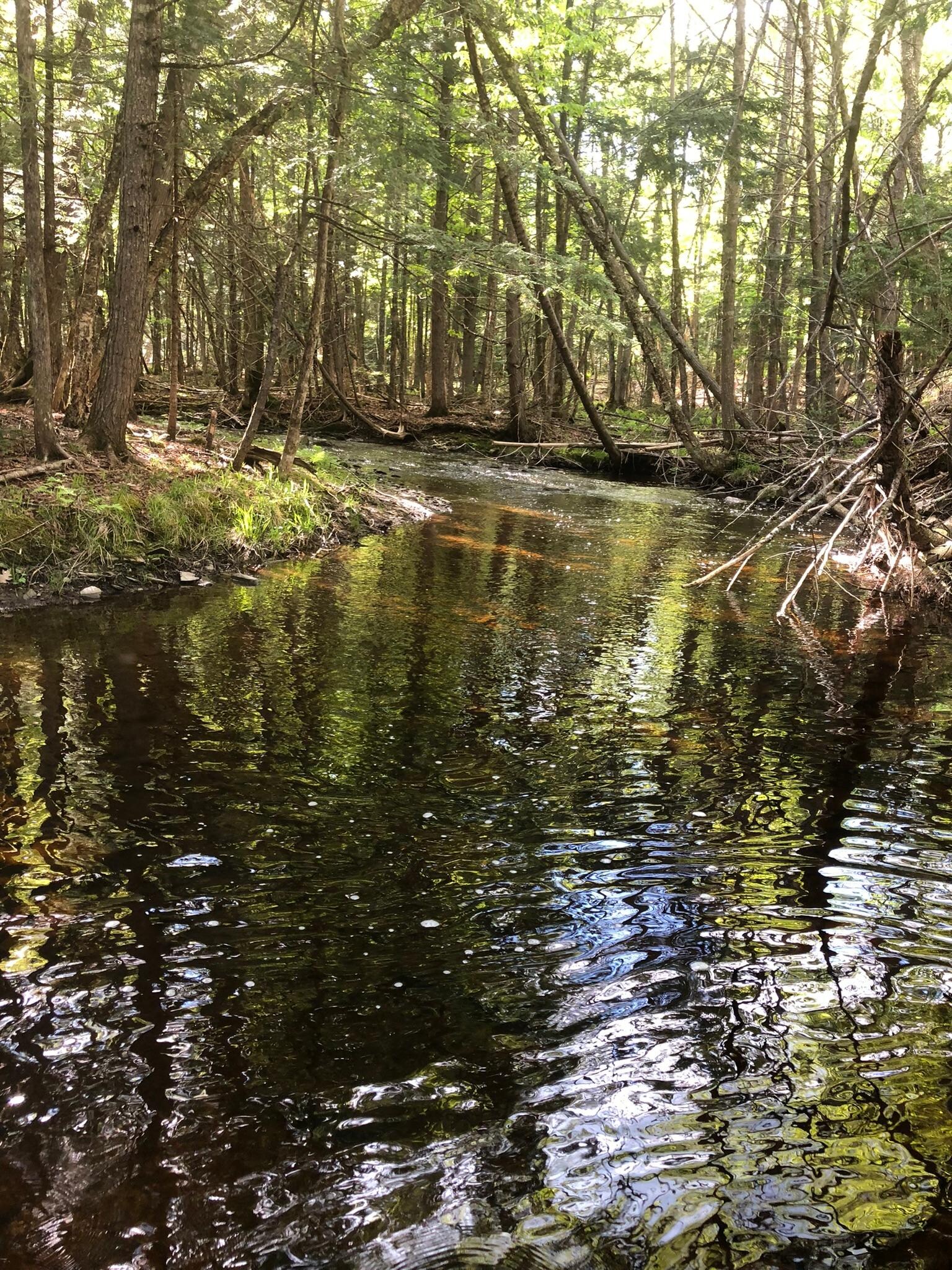 Beautiful brook hike on property.