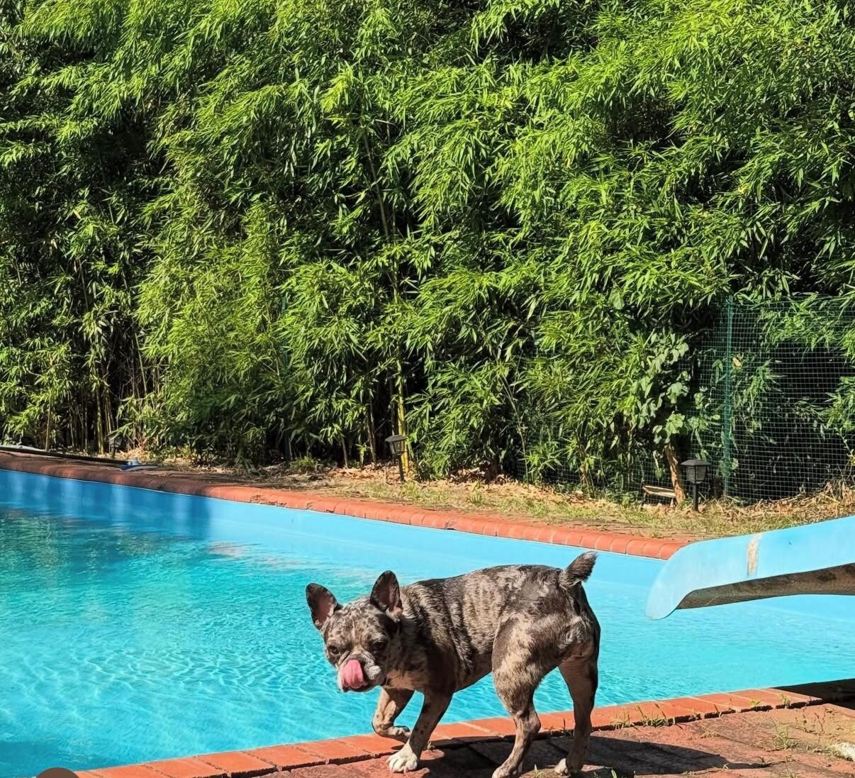 Poppy loved the pool!