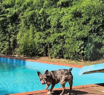 Poppy loved the pool!