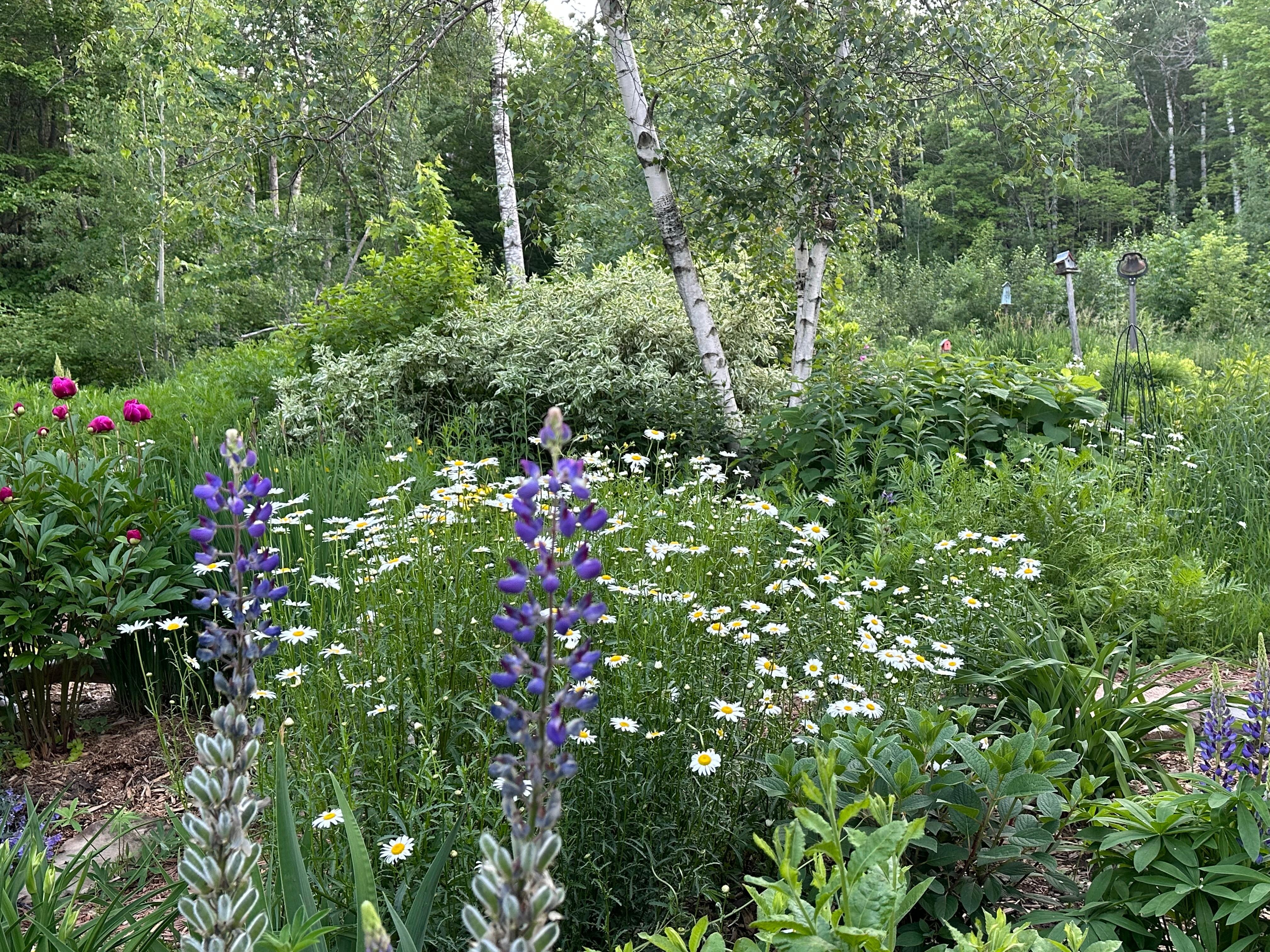 Garden Pics
