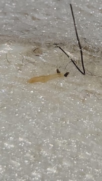 Larvae found on bed