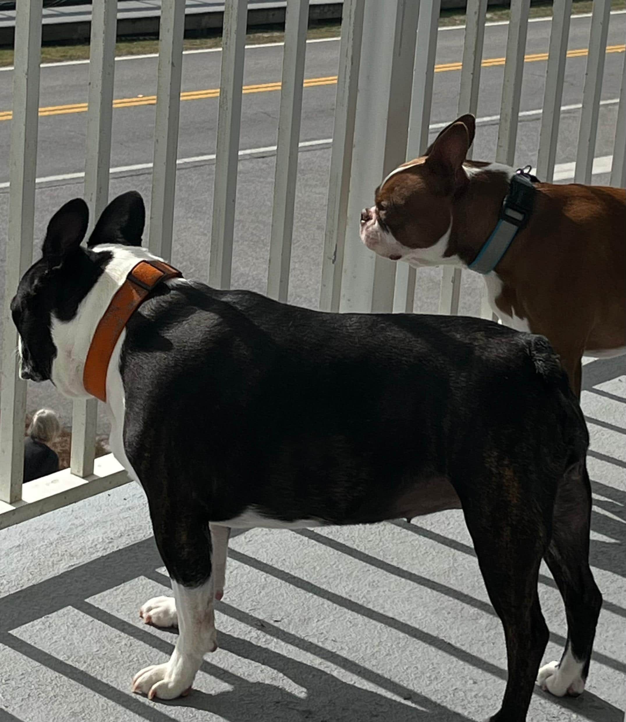 Pups loved the high ground