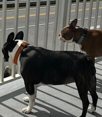 Pups loved the high ground