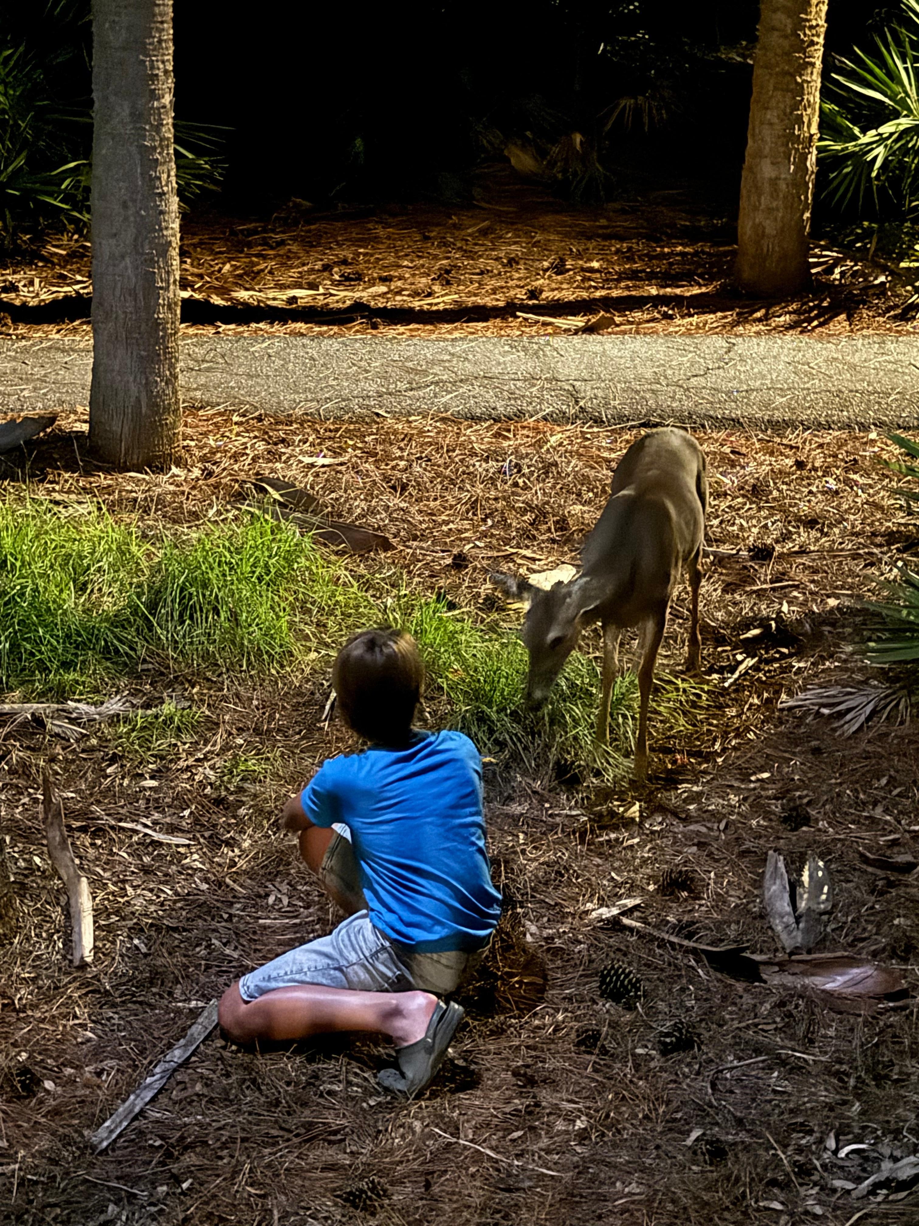 Feeding the deer after dinner.