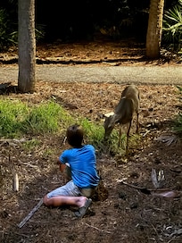 Feeding the deer after dinner.