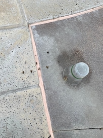 Dead bugs around the spa