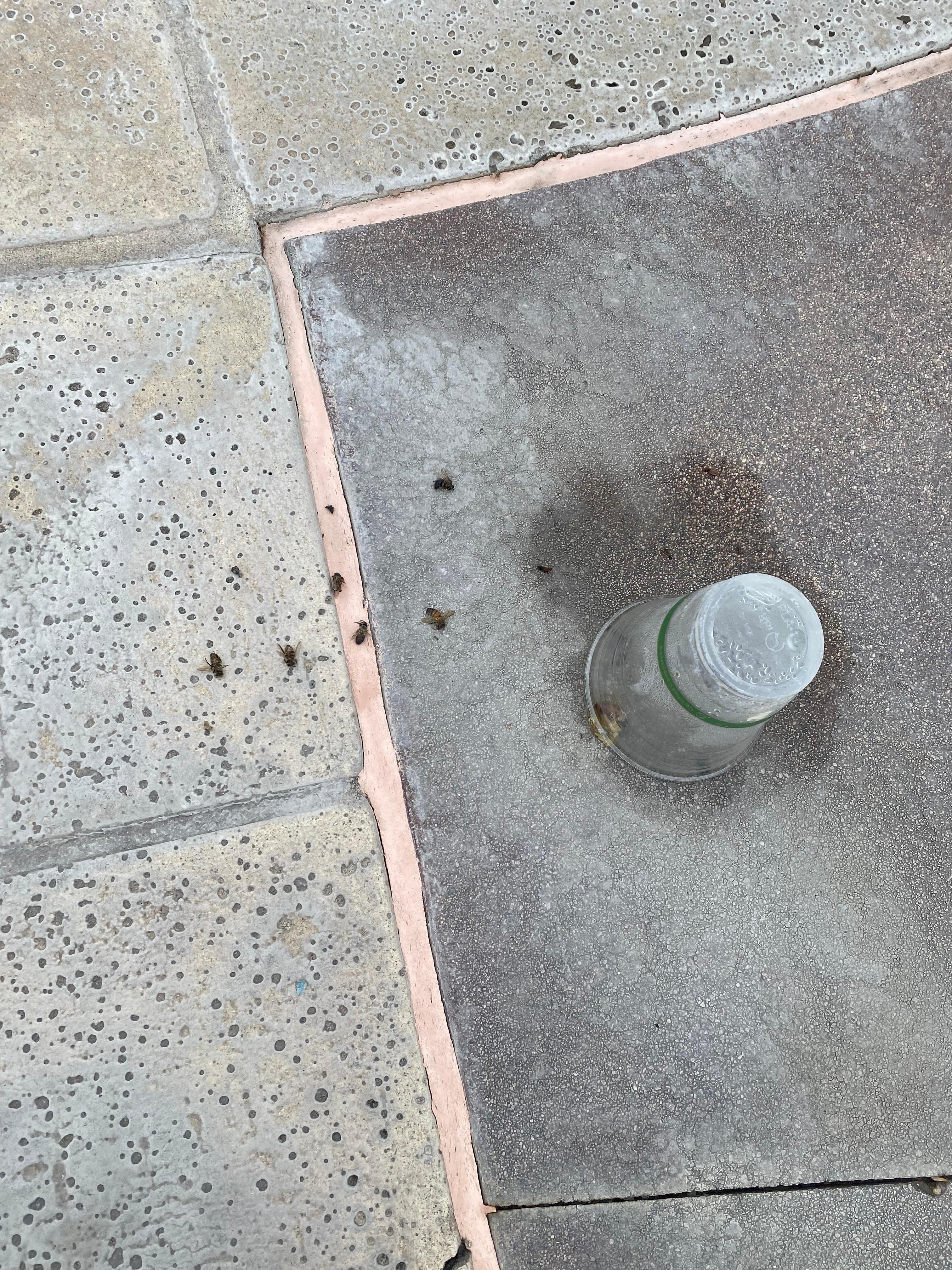 Dead bugs around the spa