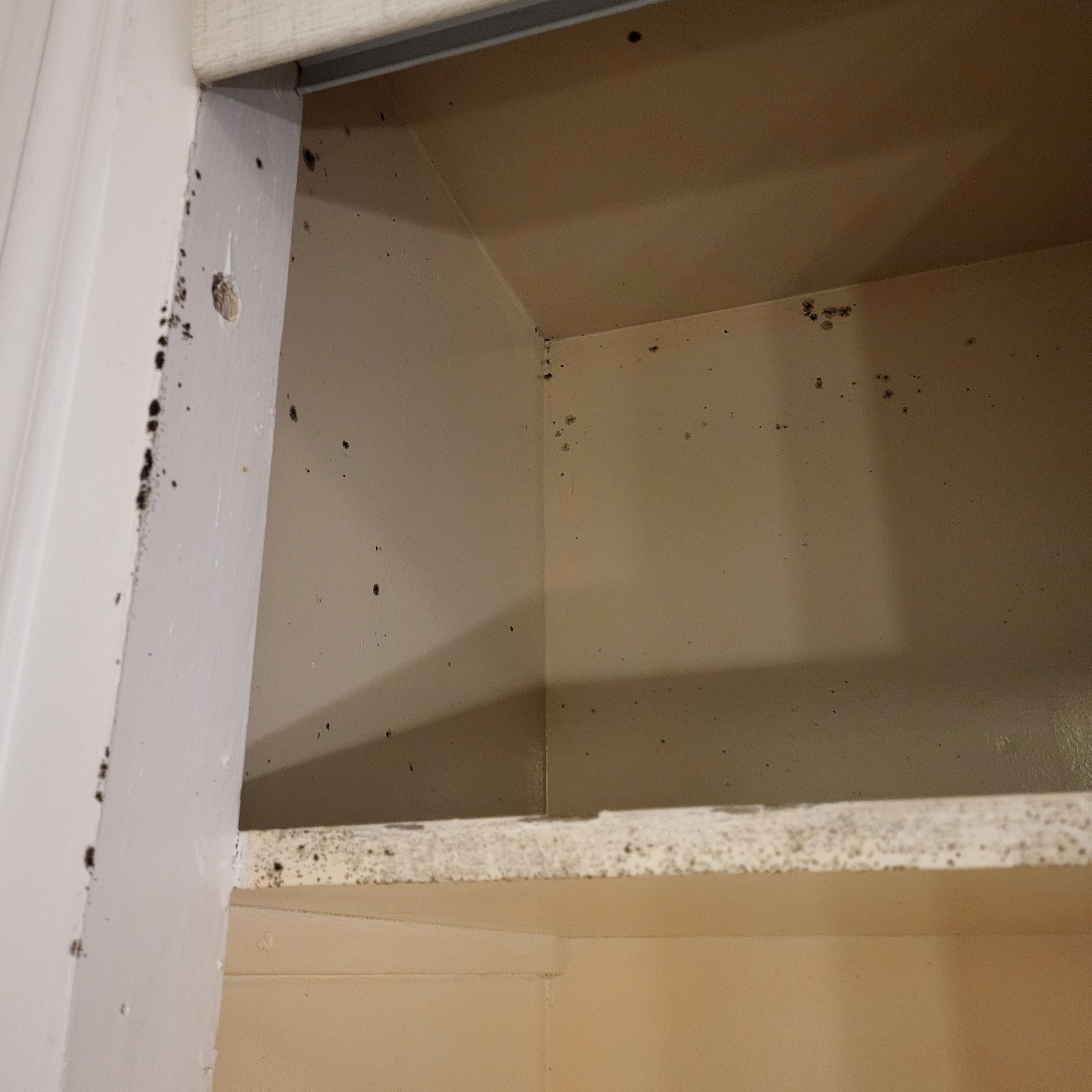 Black mold issues