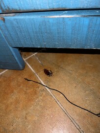 Roach