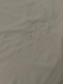 Bed bugs