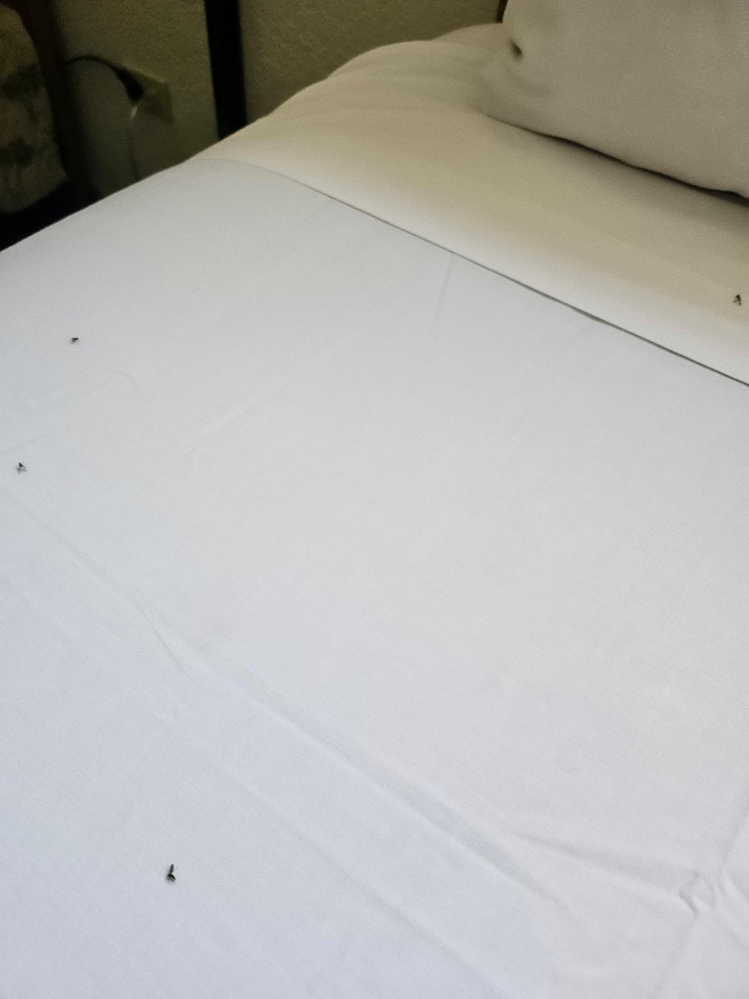 Dead bugs on beds
