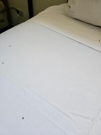 Dead bugs on beds