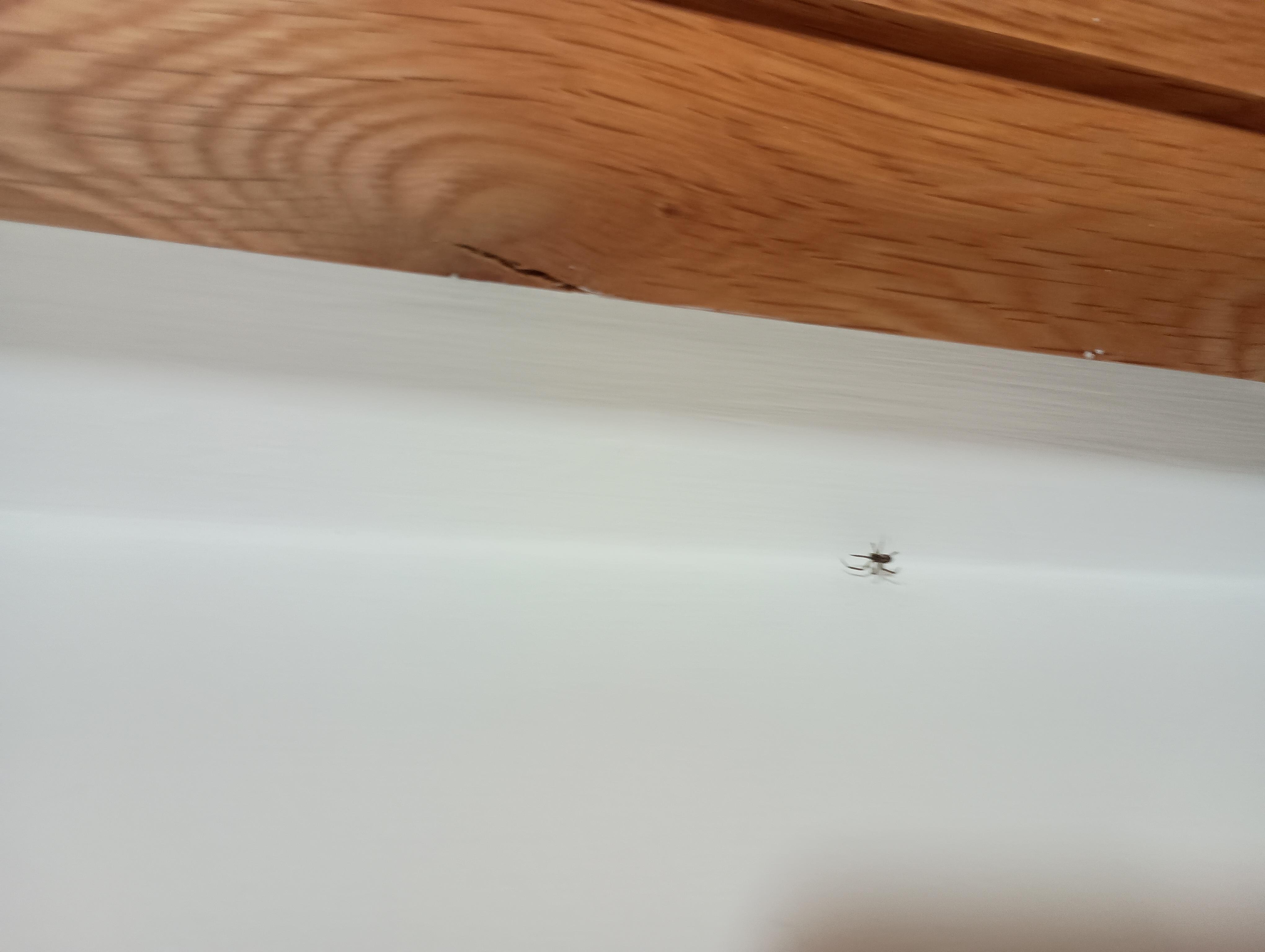 More bugs