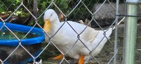 Cute duck!