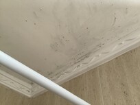 Black mould on bathroom ceiling