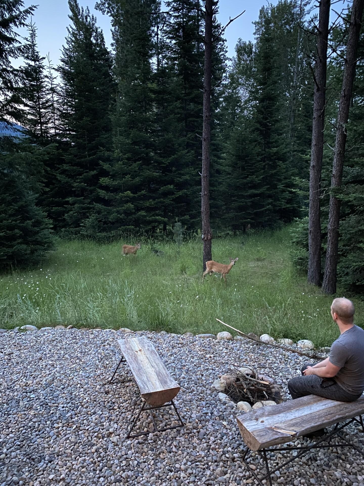 Deer visitors on our first night