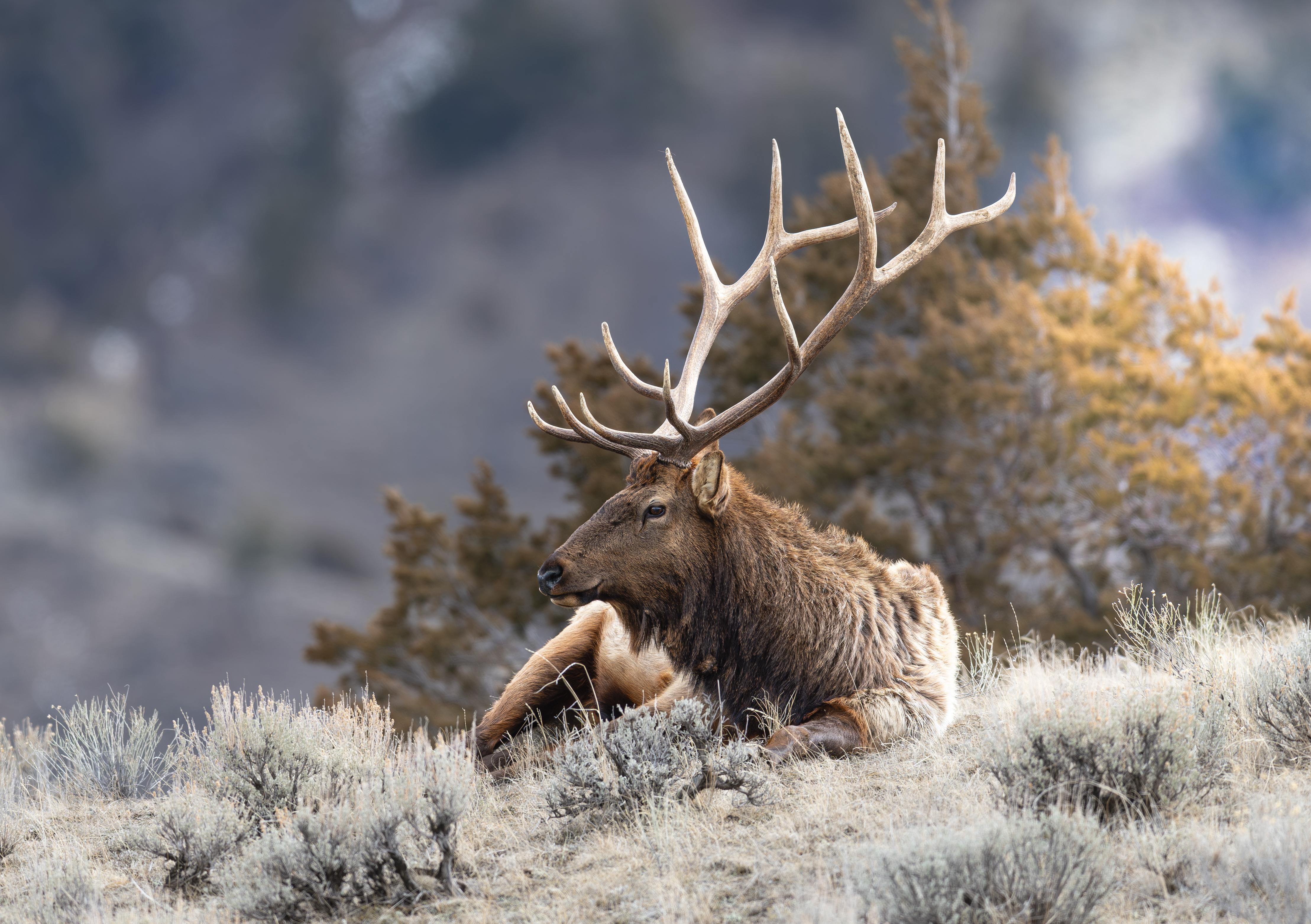 A few pictures of some of the wildlife we encountered. 