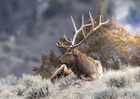 A few pictures of some of the wildlife we encountered.