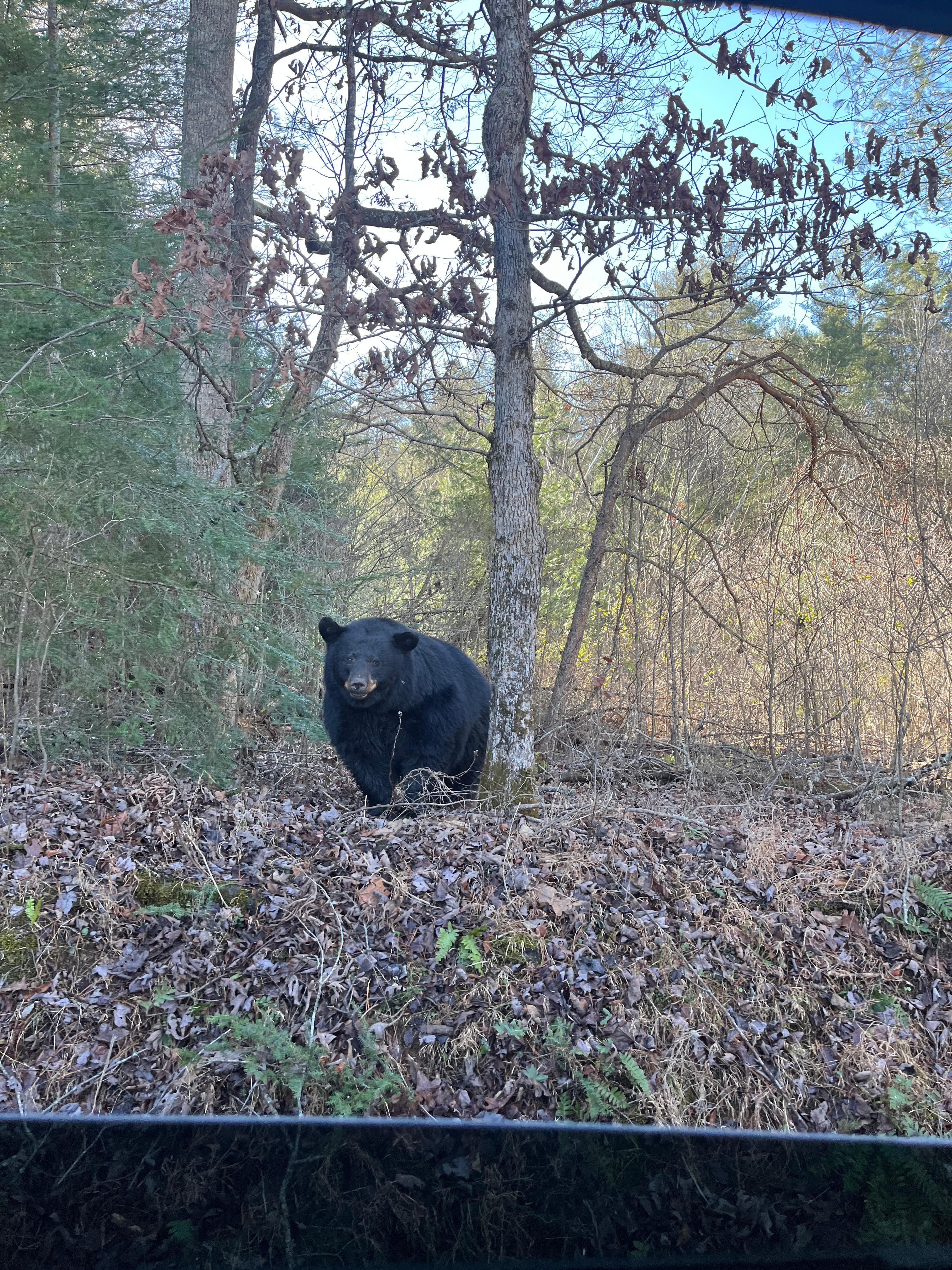 Smokey Mountain National Park! It was a fun day.