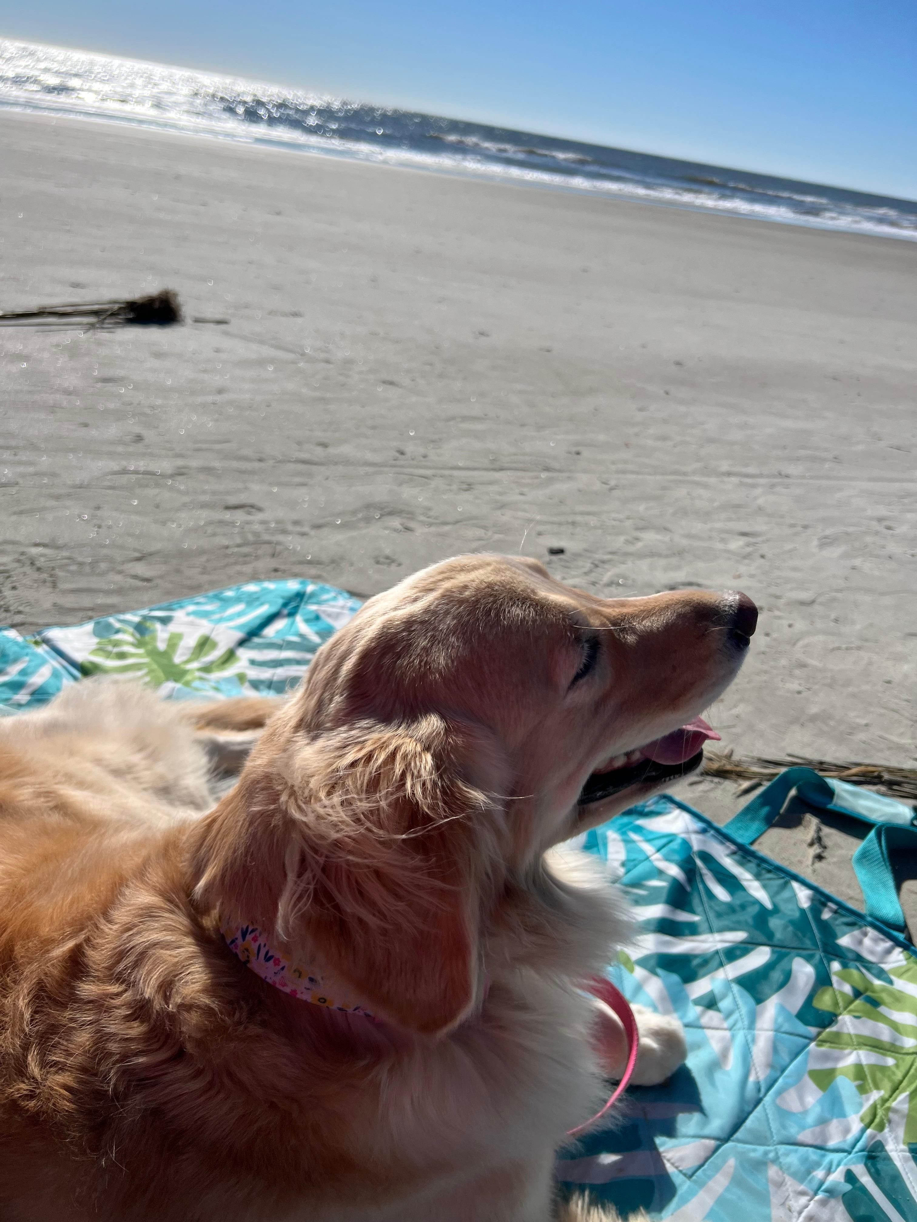  Bailey chilling on the beach