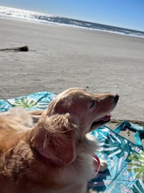 Bailey chilling on the beach