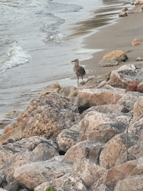 Baby seagull at the beach