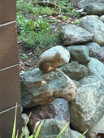 Chipmunk