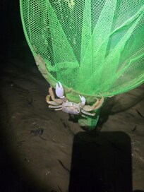 Publib beach crabbing. Nets from crums.