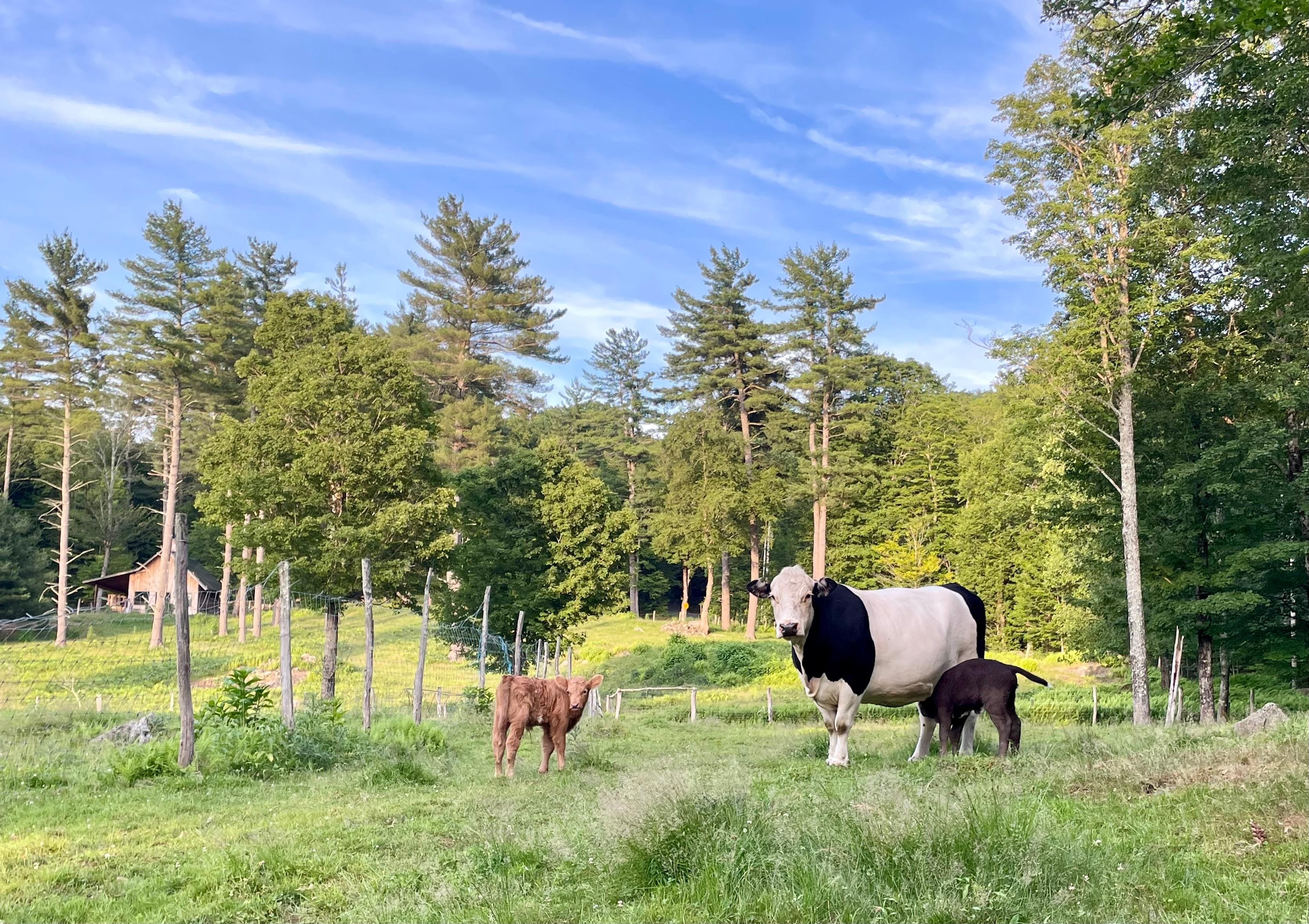 A few of the cows on the property 