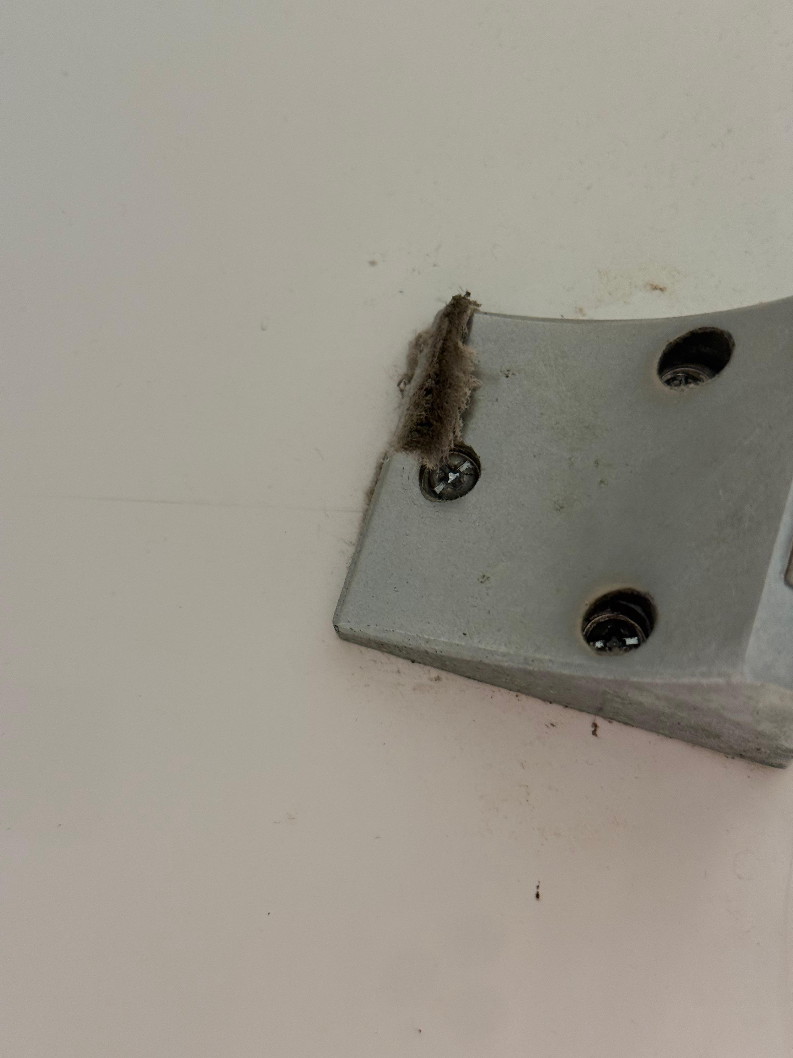 Weird bug in shower