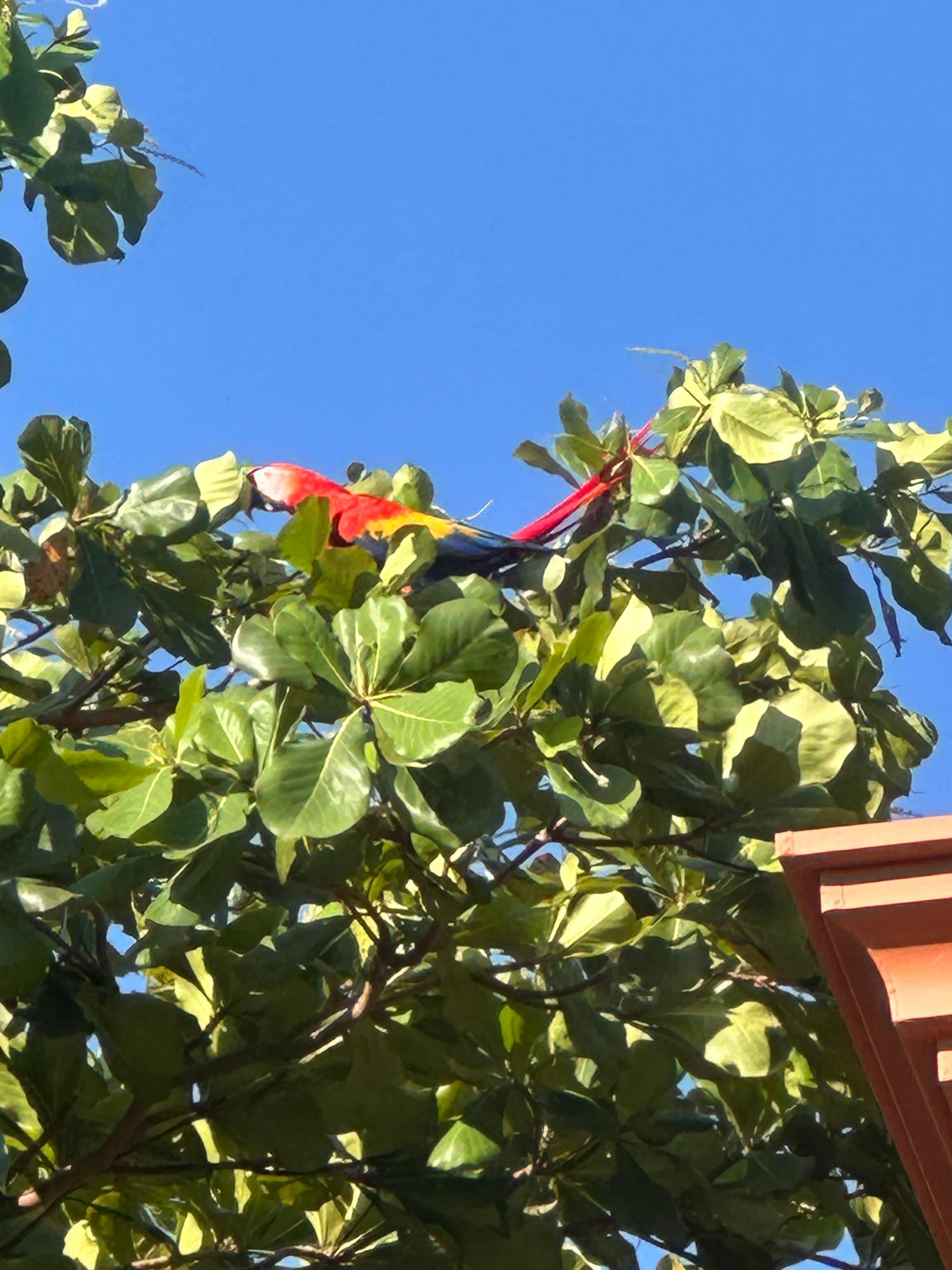Scarlet Macaws on back tree by porch 