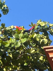 Scarlet Macaws on back tree by porch