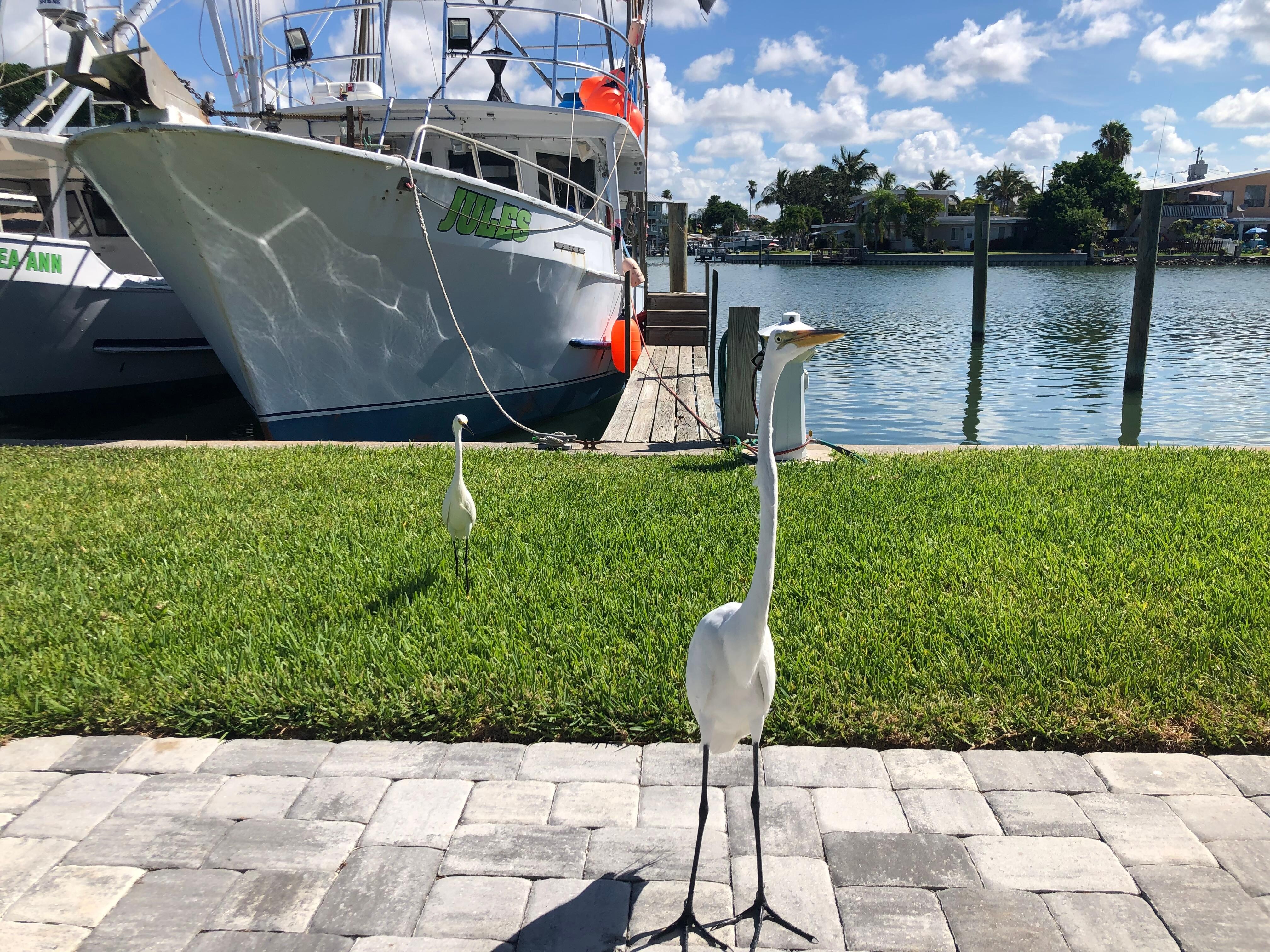 George the Egret.