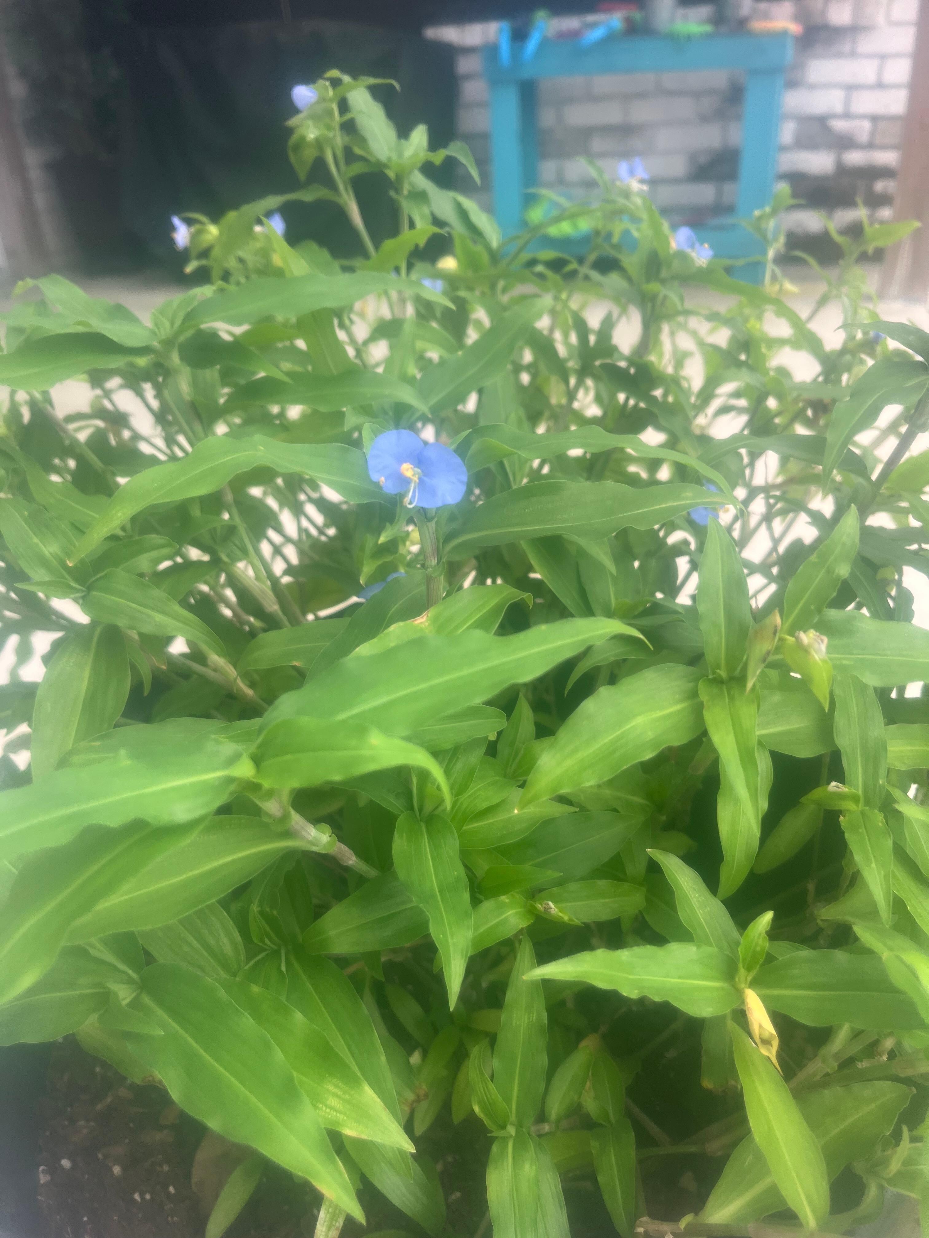 a beautiful flowering plant on the patio 