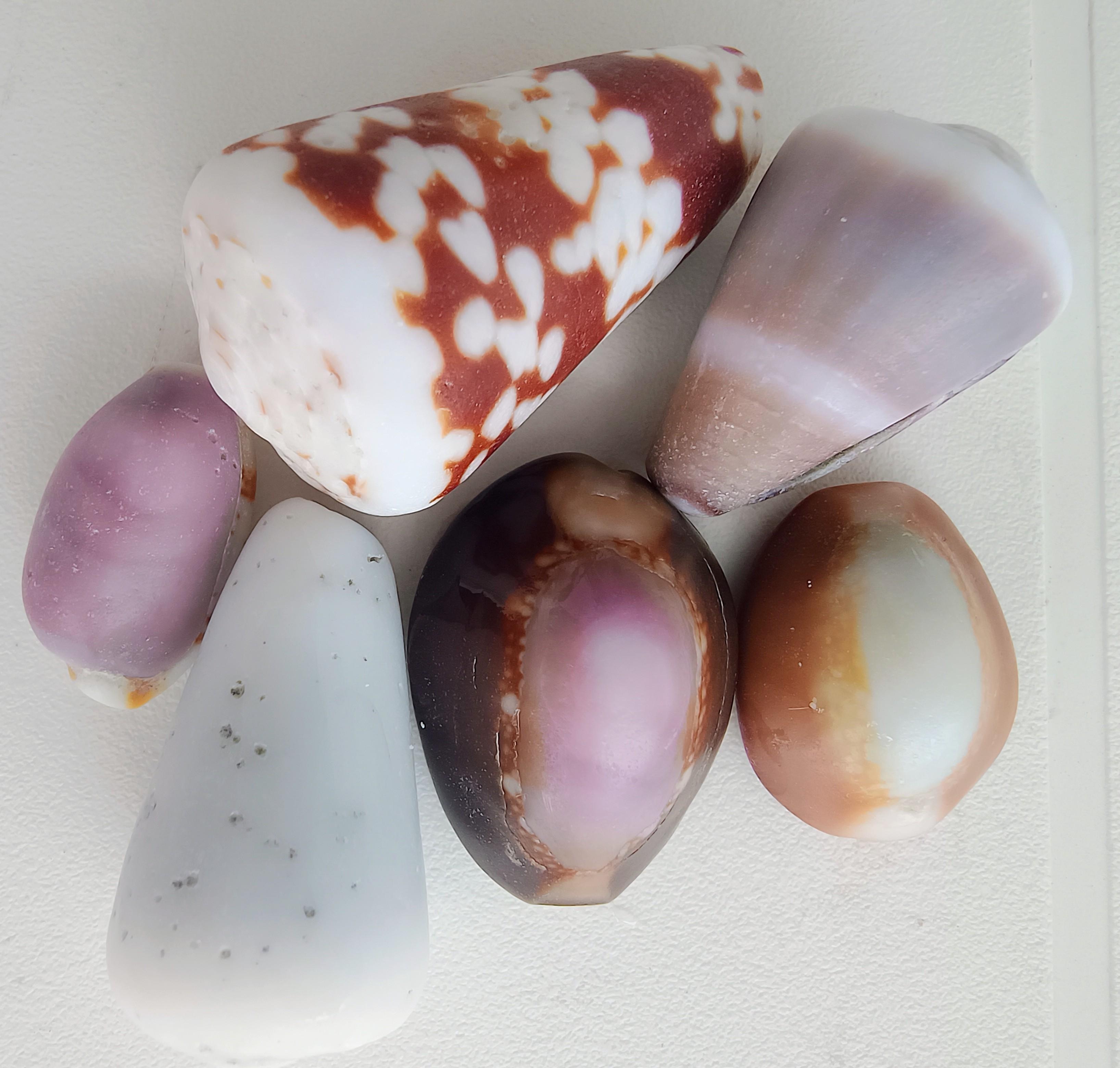 Beautiful shells