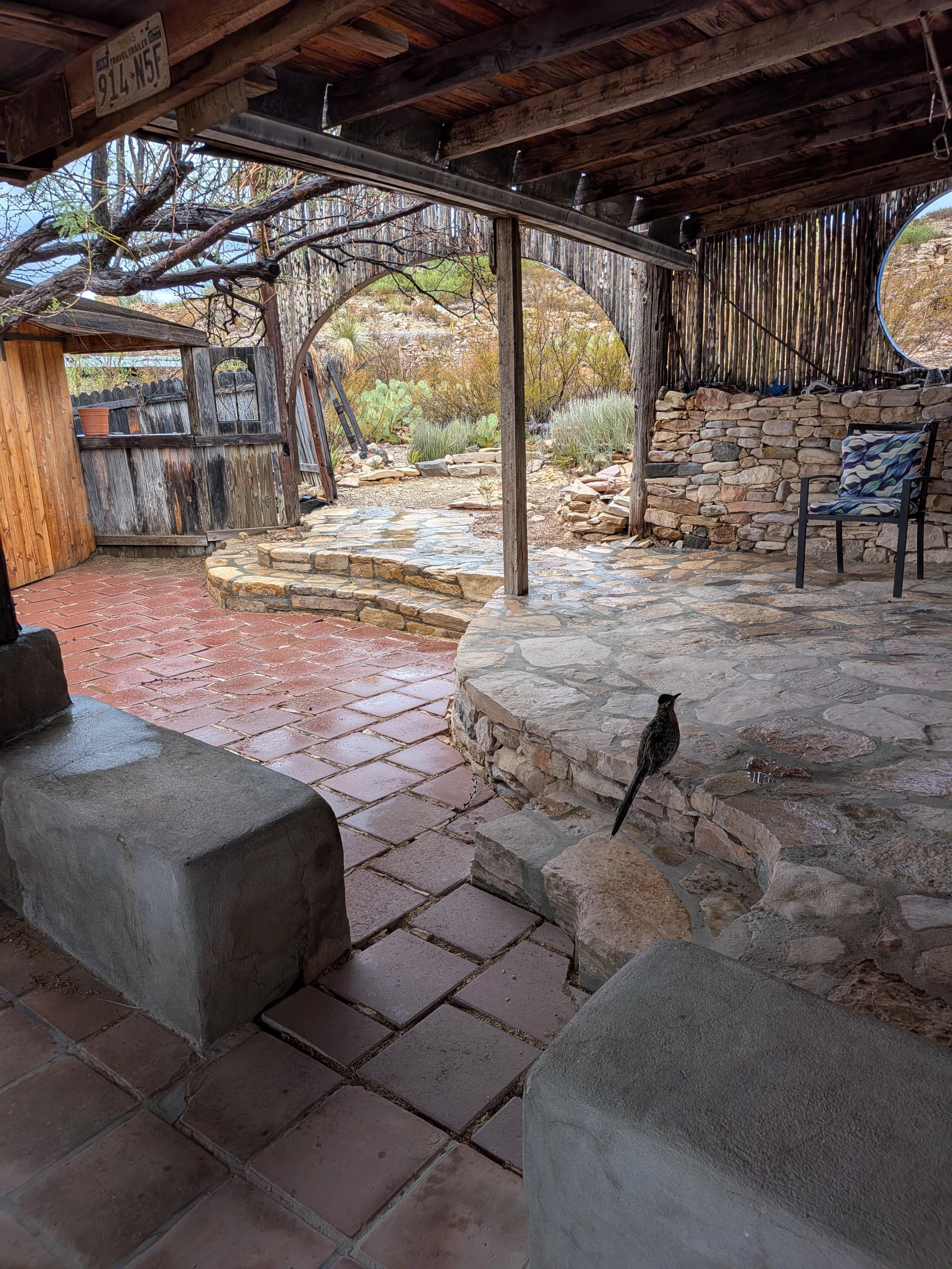 Roadrunners came to visit early in the morning and during the rain.