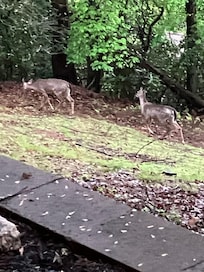 I saw the deer the first day of our stay. 4 just walking by as I sat on the patio.