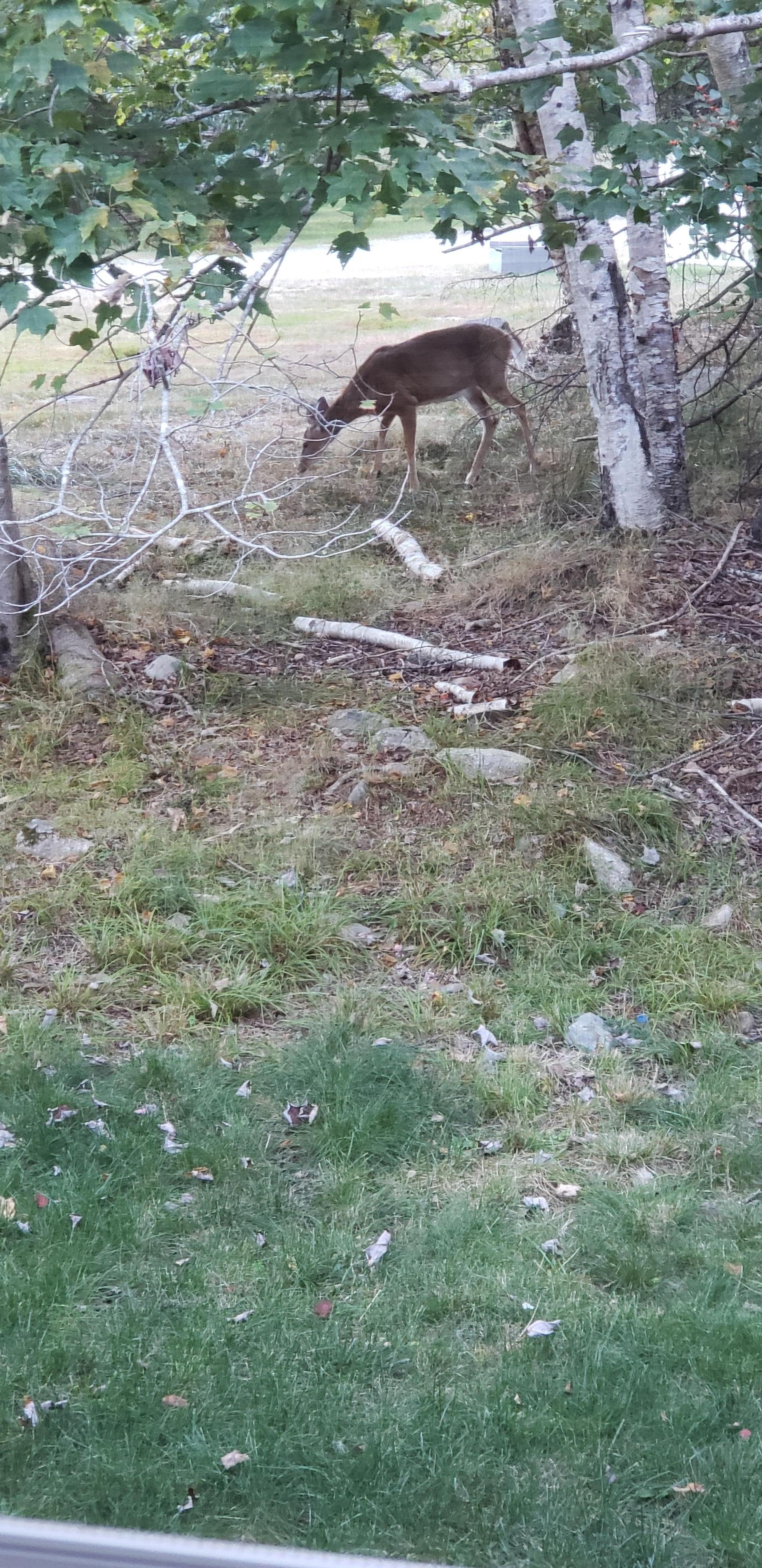 Deer outside of kitchen window. 