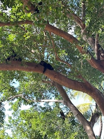 There is a family of monkeys with 2 babies on the tree right outside the unit!! The downside is you need earplugs in the morning when they start howling. But totally worth it for the cuteness factor!!