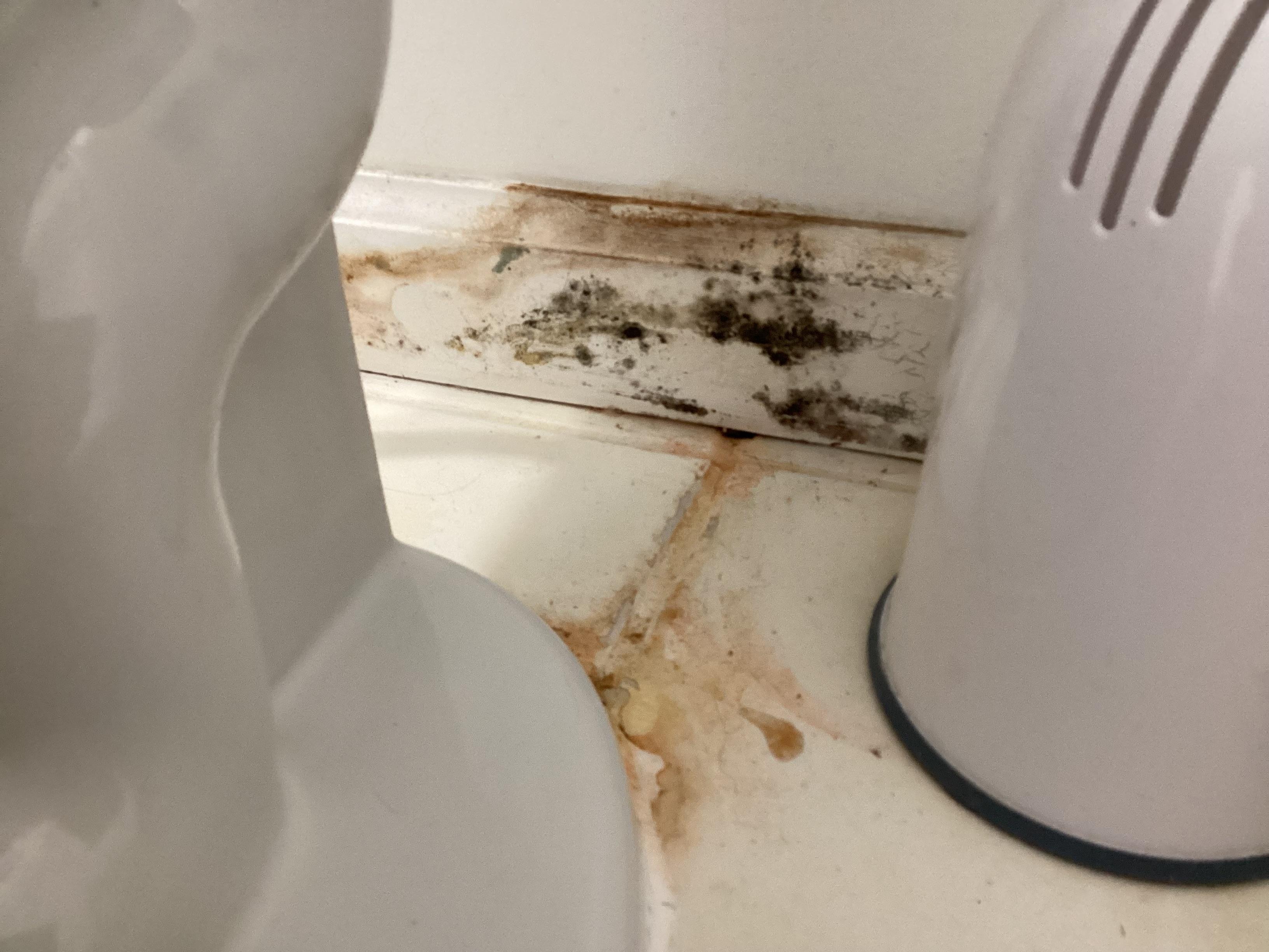 Mold toilet leaking 