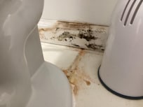 Mold toilet leaking