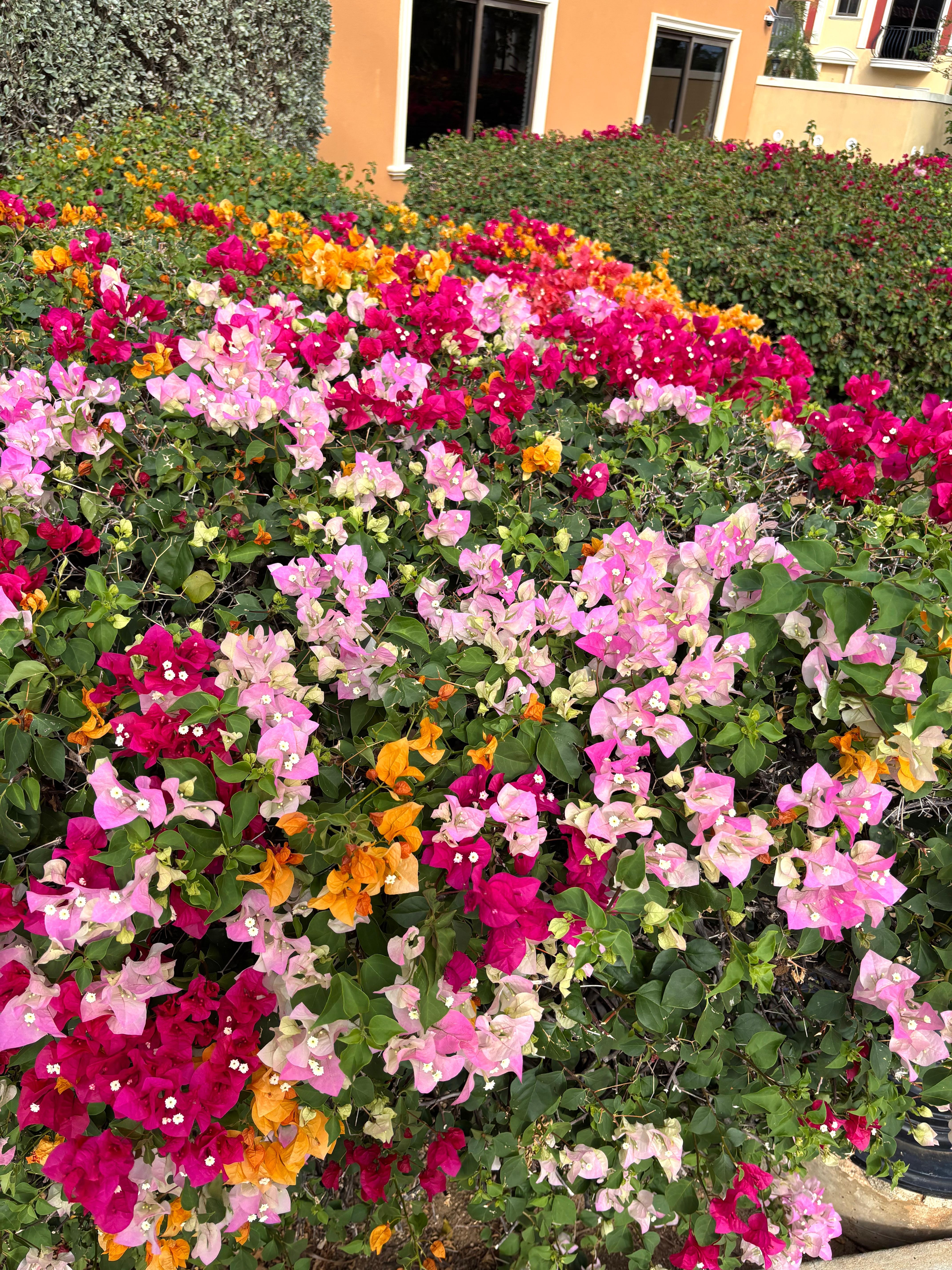 Bougainvillea outside of condo
