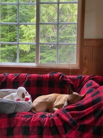 Xena loves this cozy cabin.