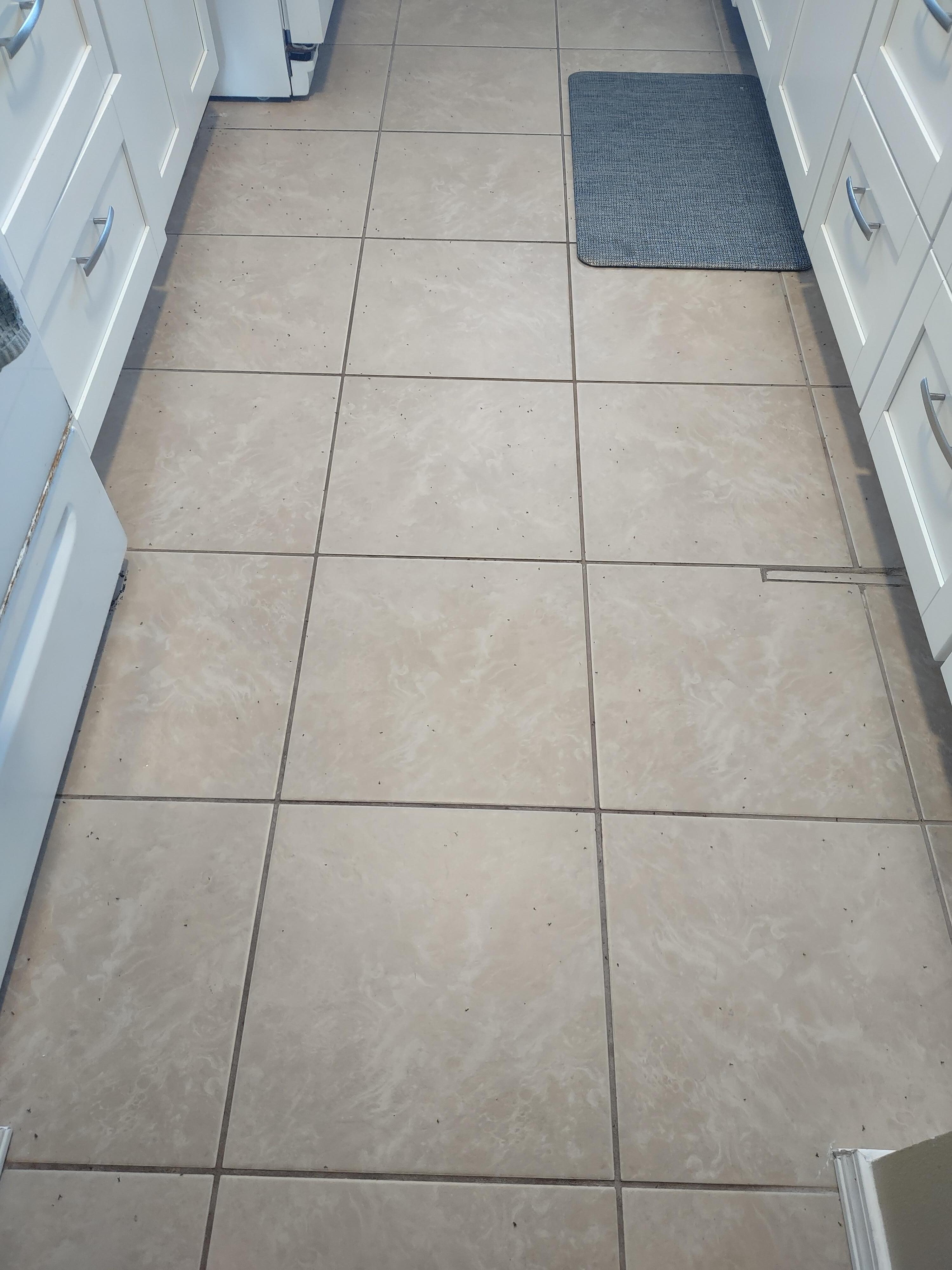 June 16th morning, Kitchen floor. Zoom in to see the bugs.