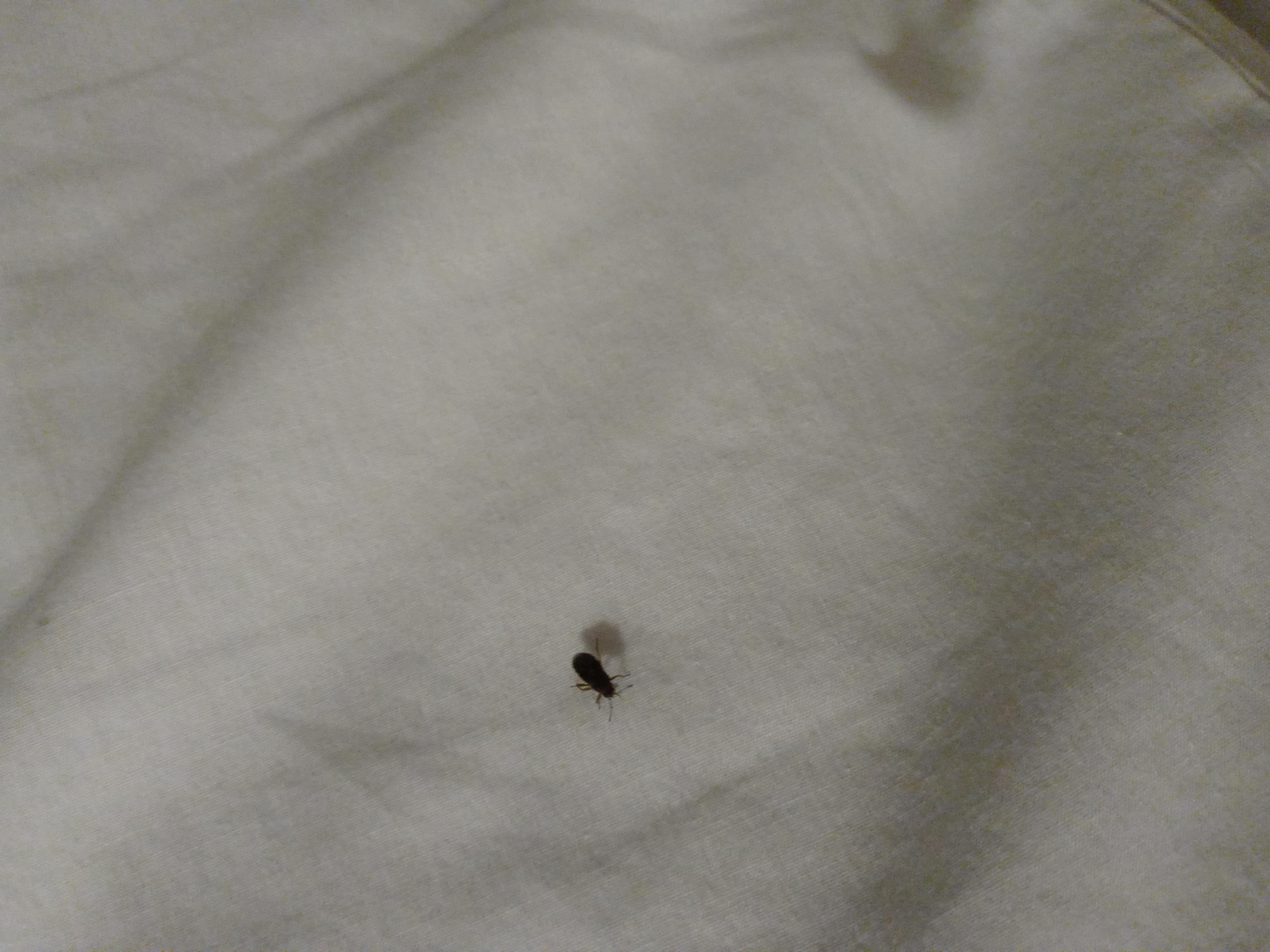 Bed Bug #3 and the Infantry was coming looking too attack. Disgusting!