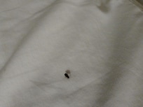 Bed Bug #3 and the Infantry was coming looking too attack. Disgusting!