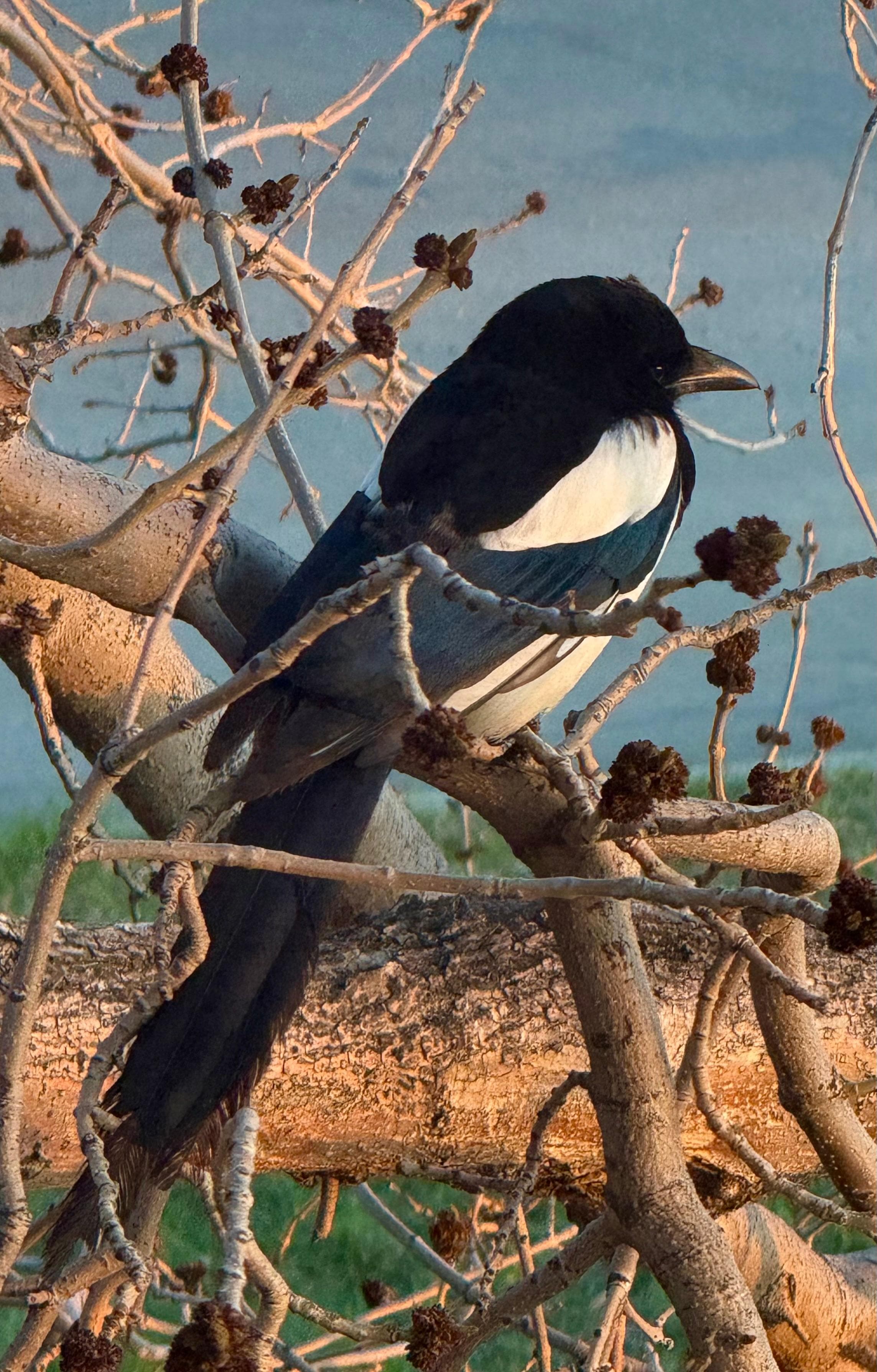 A magpie out our window!