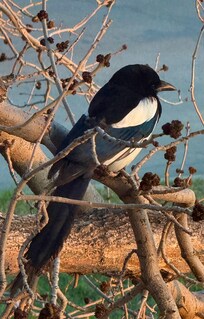 A magpie out our window!