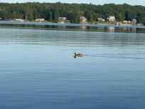 A daily visitor to the property