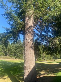 Love the tree face 😃